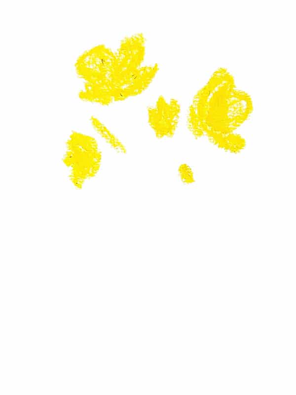 primrose drawing