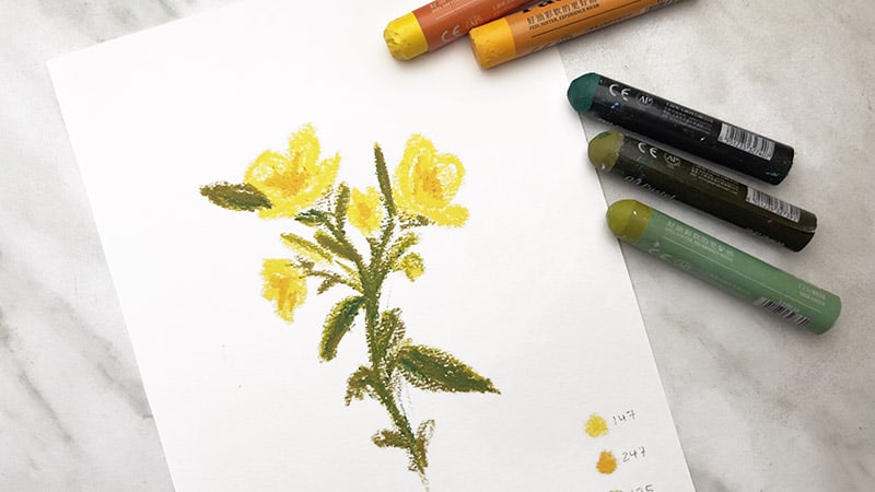 evening primrose flower oil pastel drawing