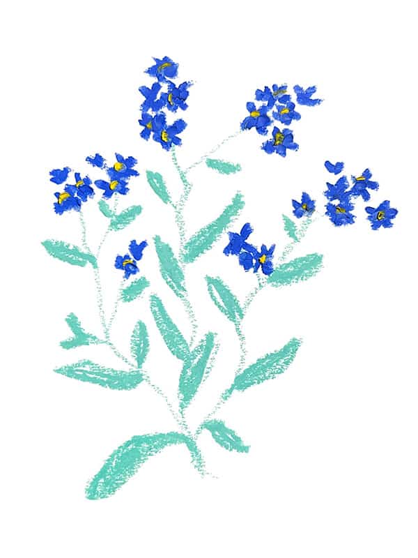 forget me not flower drawing